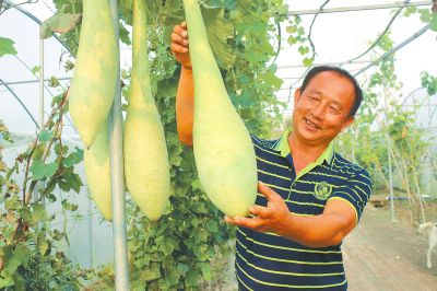 瓠子大棚早熟種植技術