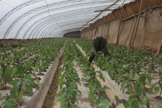 茄子大棚早熟種植技術