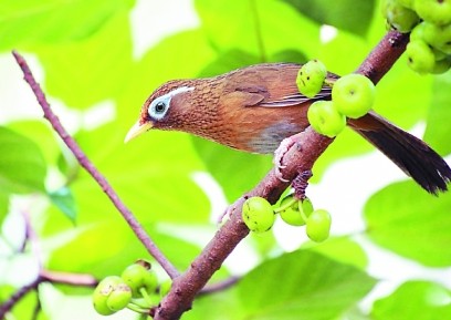 畫眉鳥的雌雄辨別方法 畫眉不叫神仙不知道